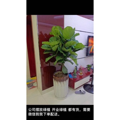 武漢植物租賃-美靜園藝花卉租擺設計