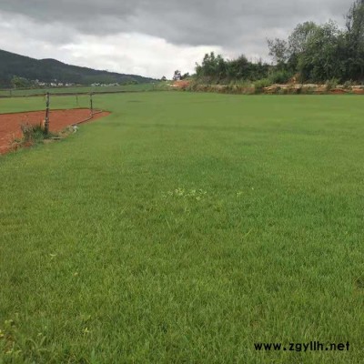混播黑麥草草坪公司-混播黑麥草草坪-云南建勇混播草坪基地