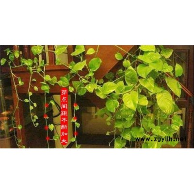 武漢綠植租賃-雅淳花卉(推薦商家)