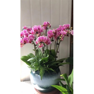 武漢花卉租賃-美靜園藝綠植花卉出租