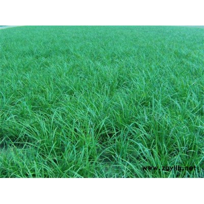 長沙麥冬草-麥冬草批發(fā)-圣茂麥冬草種植基地(推薦商家)