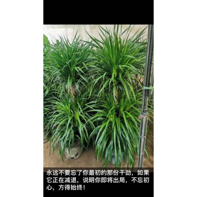 美靜園藝花卉出租設計(多圖)-武漢植物租賃
