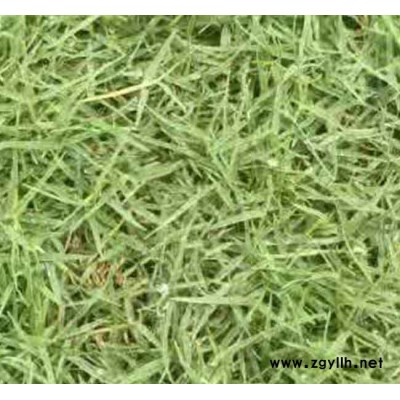 安寧銘巖草坪基地(圖)-馬尼拉草坪批發(fā)商-云南馬尼拉草坪