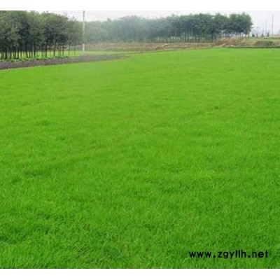 馬尼拉草坪哪里有-馬尼拉草坪-安寧銘巖草坪價格