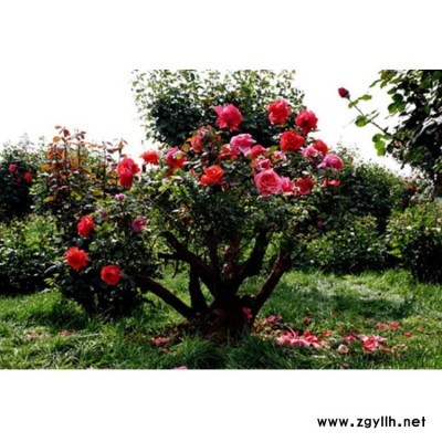 城市美化用豐花月季批發(fā) 出口豐花月季苗 月季基地