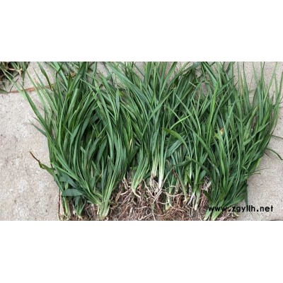 義市吉祥草-吉祥草批發(fā)價-圣茂麥冬草種植基地(誠信商家)