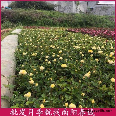 大花月季種苗基地-大花月季種苗-春誠月季基地供應(yīng)