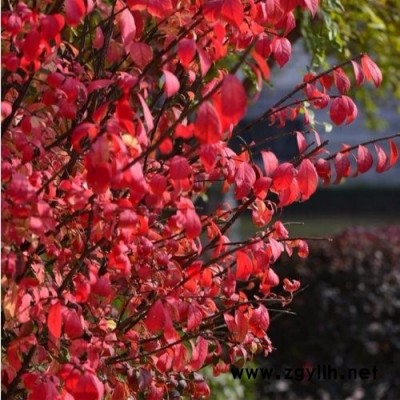 信陽(yáng)火焰衛(wèi)矛種植方法-泰安東楓園林-新品火焰衛(wèi)矛種植方法