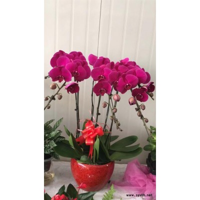 室外花卉租擺-美靜園藝綠植花卉出租-武漢花卉租擺