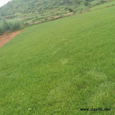 云南建勇混播草坪基地-昭通混播黑麥草草坪