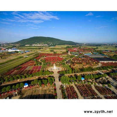 南陽古樁月季 月季基地 南陽古樁月季種植