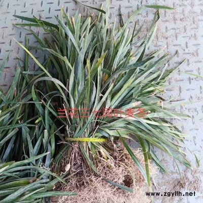 河南細葉麥冬草種植基地 小區細葉麥冬草種植基地 李斌麥冬草