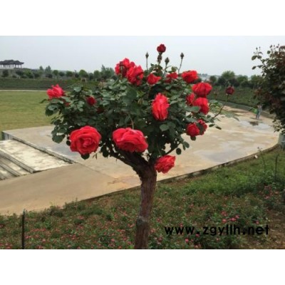 盆景古樁月季小苗價格-天津古樁月季小苗價格-山林月季種植