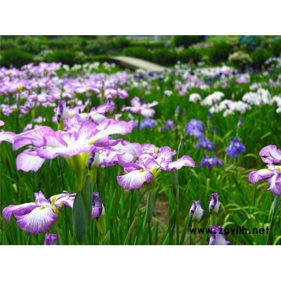 鳶尾批發(fā)價多少-圣茂麥冬草種植基地(在線咨詢)-湖北鳶尾