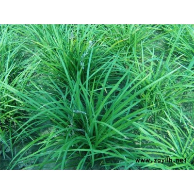 南陽闊葉麥冬草-圣茂麥冬草種植基地-闊葉麥冬草