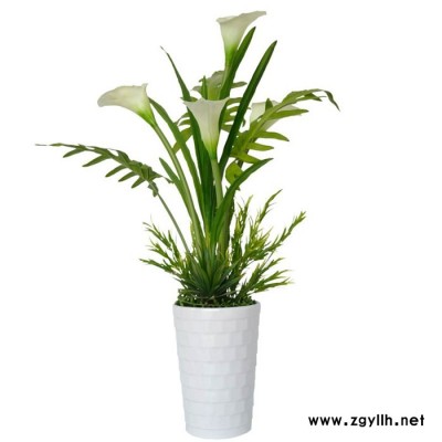 哪里有綠植出租-武漢雅淳花卉(圖)