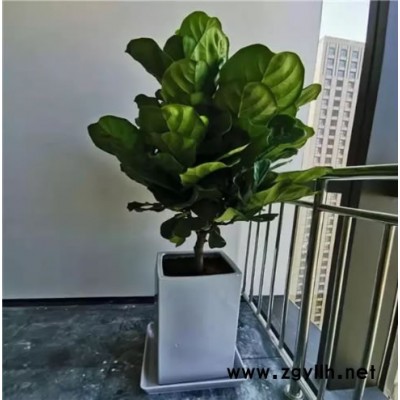 上海浦東新區綠植租賃-寫字樓綠植租賃-蔚森園林(推薦商家)