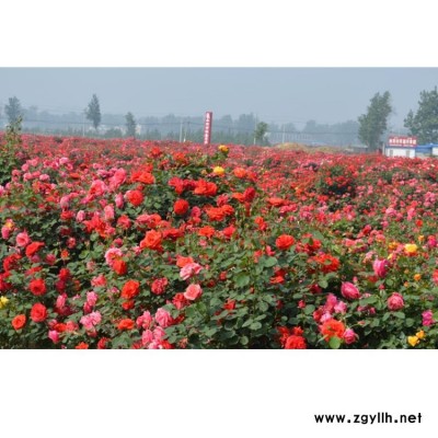 豐花月季 月季基地 阜陽(yáng)豐花月季的品種