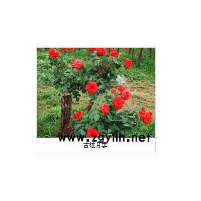 月季古樁嫁接技術-湖南古樁月季-山林月季好不好