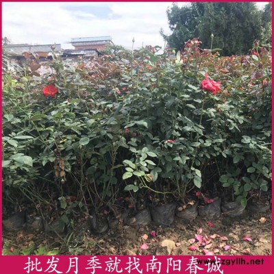 豐花盆栽月季多少錢一棵-豐花盆栽月季-南陽春誠樹狀月季