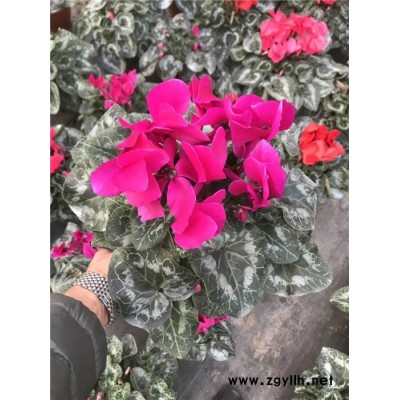 芳青花卉苗-仙客來