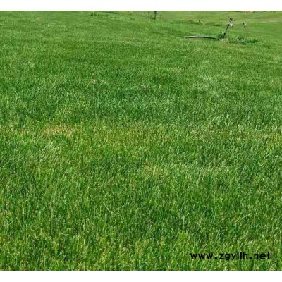 運(yùn)動場草坪-安寧銘巖草坪基地-運(yùn)動場草坪種植基地