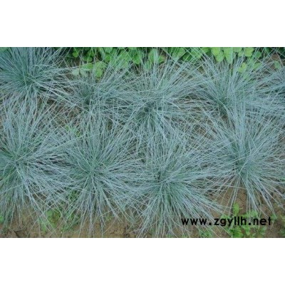 藍(lán)羊茅報價-芳青花卉苗-藍(lán)羊茅