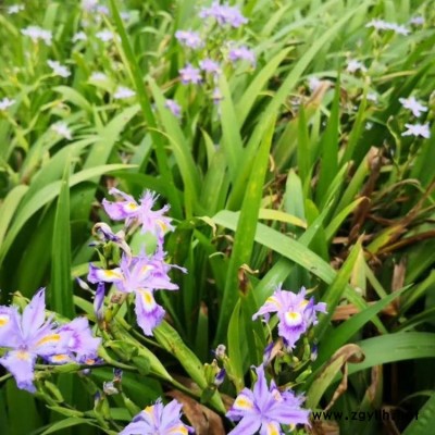 大葉吉祥草的品種 李斌麥冬草 細葉吉祥草的形態特征