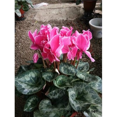 仙客來單價-仙客來-芳青花卉苗