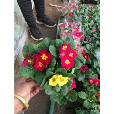 報春花-芳青花卉苗-冬季報春花