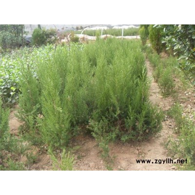 芳青花卉苗(在線咨詢)-側(cè)柏-一米側(cè)柏