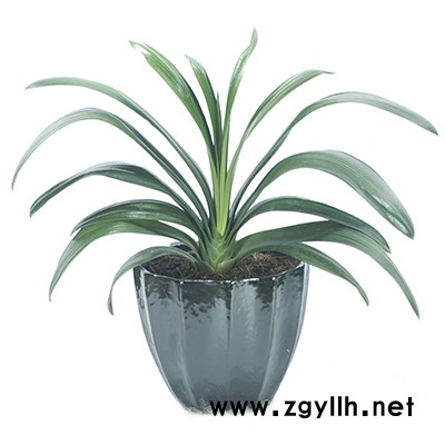 黃陂綠植出租-雅淳花卉植物出租-酒店綠植出租