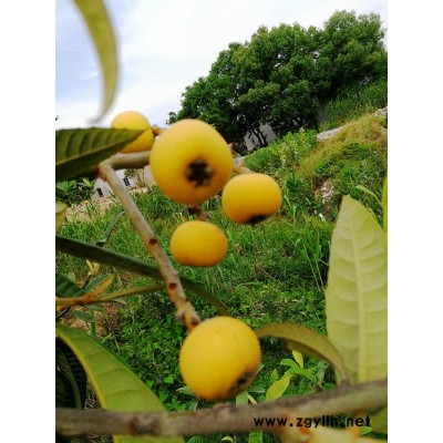 白玉枇杷苗-吳中區東山繁茂苗木場-蘇州枇杷苗