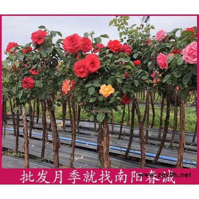4公分樹狀月季樹批發(fā)-4公分樹狀月季樹-南陽春誠月季之鄉(xiāng)