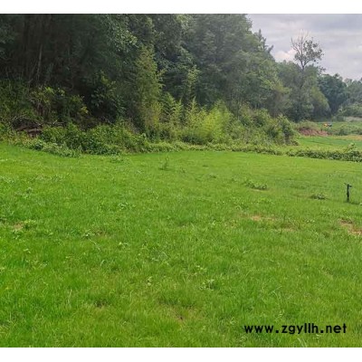 四季青草坪報價-瑞麗四季青草坪-安寧銘巖草坪基地(查看)