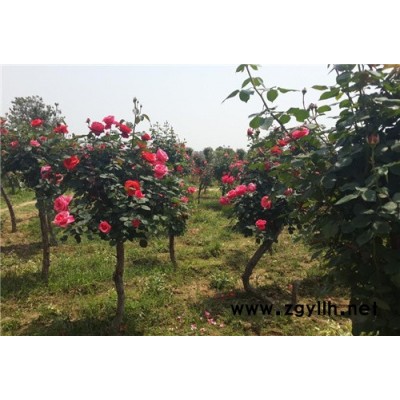 樹狀月季圖片-山林月季-樹狀月季