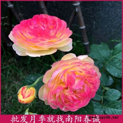 玫瑰藤本月季價格-春誠月季3到10公分-玫瑰藤本月季