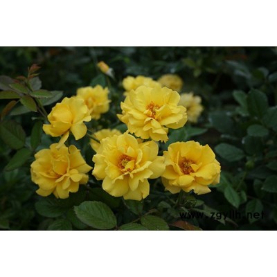 批發(fā)月季基地-阜陽(yáng)豐花月季多少錢(qián)1棵-濱州豐花月季多少錢(qián)1棵