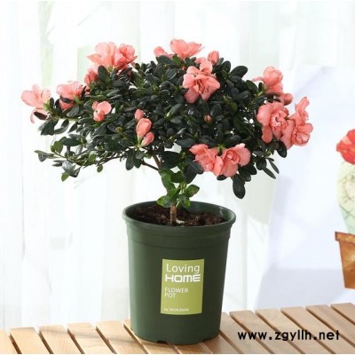 美靜園藝綠植租擺設計(圖)-開業花籃預定-武漢開業花籃