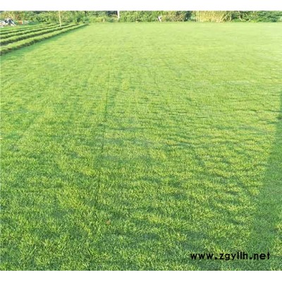 馬尼拉種植園-馬尼拉-安寧銘巖草坪報價(查看)