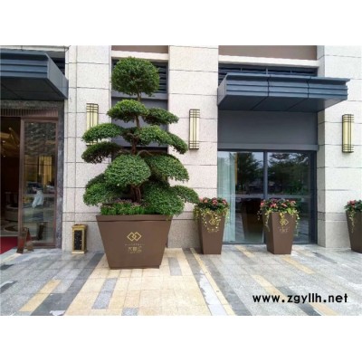 哪里有綠植出租-雅淳綠植租擺(在線咨詢)