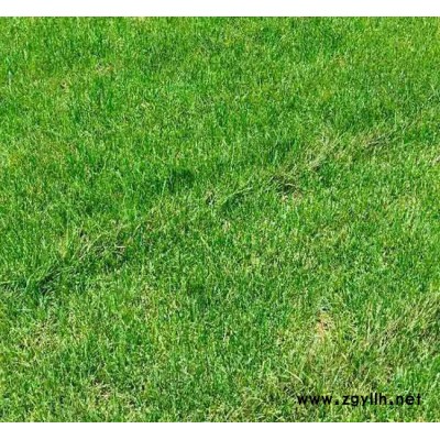 混播草坪價格-保山混播草坪-安寧銘巖草坪種植園(查看)