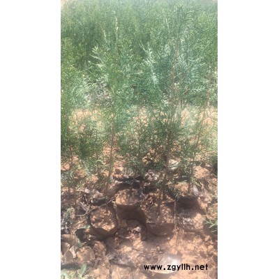 側(cè)柏-側(cè)柏袋苗-芳青花卉苗(誠信商家)