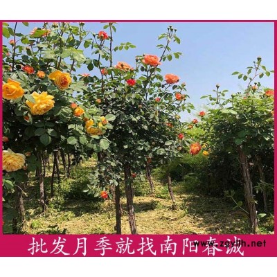 5公分樹狀月季樹-南陽春誠月季基地直銷-5公分樹狀月季樹價格
