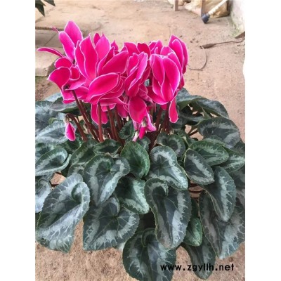 仙客來-芳青花卉苗-仙客來工程苗