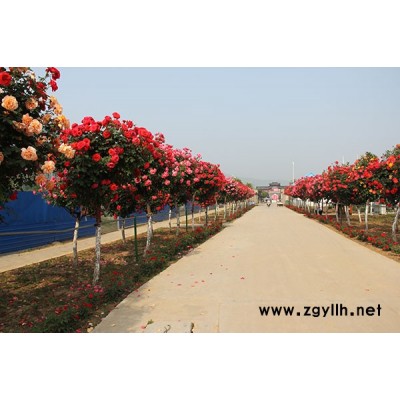 月季樹(shù)批發(fā)-月季樹(shù)-月季基地(查看)