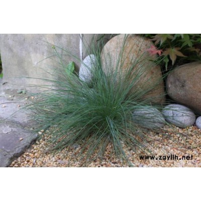 藍(lán)羊茅-芳青花卉苗-藍(lán)羊茅多少錢