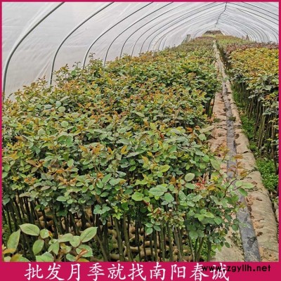 玫瑰棒棒糖月季樹價格-南陽春誠月季之鄉(xiāng)-玫瑰棒棒糖月季樹