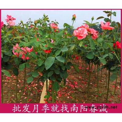 各種花色樹狀月季樹基地-各種花色樹狀月季樹-春誠月季現(xiàn)選現(xiàn)挖