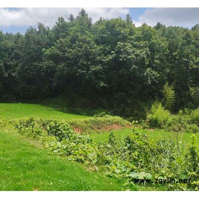 西雙版納四季青草坪-四季青草坪哪里賣-安寧銘巖草坪